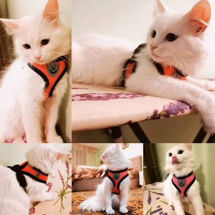 Cat Harness