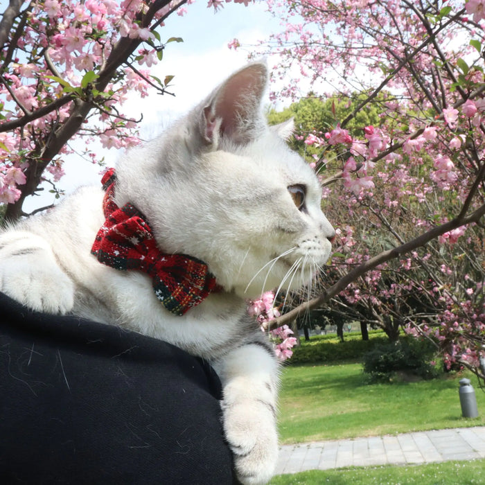 Red Striped Collar